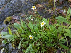 Erigeron hyssopifolius
