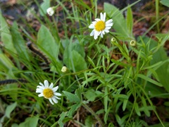 Erigeron hyssopifolius