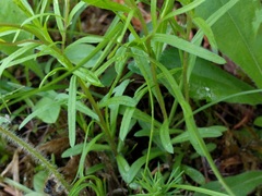 Erigeron hyssopifolius