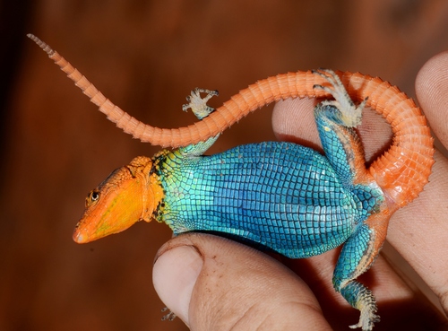 Orange-throated Flat Lizard, Platysaurus monotropis