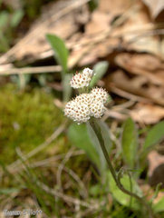 Antennaria neglecta