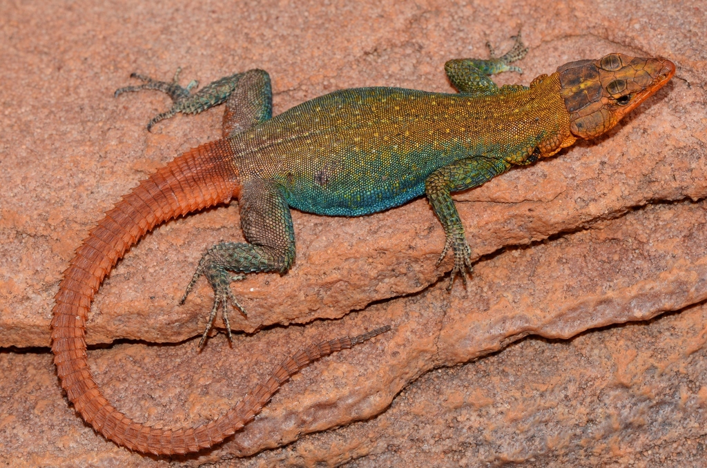 Orange-Throated Flat Lizard
