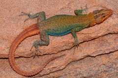 Platysaurus monotropis