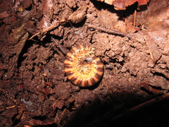 Semionellus placidus