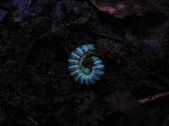 Semionellus placidus