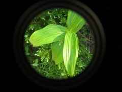 Veratrum viride eschscholtzianum