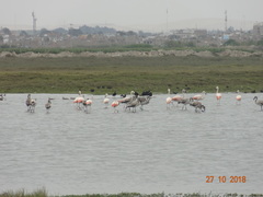 Phoenicopterus chilensis