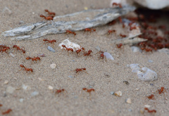 Pogonomyrmex maricopa