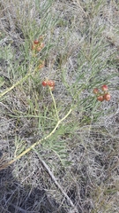 Astragalus pectinatus