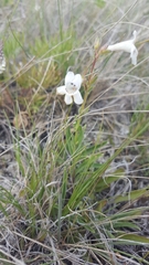 Penstemon albidus