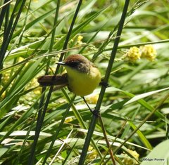 Pseudocolopteryx flaviventris