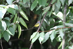 Phylloscopus castaniceps