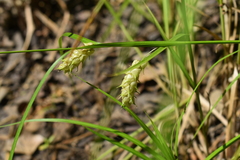 Carex tuckermanii