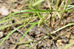 Carex tuckermanii