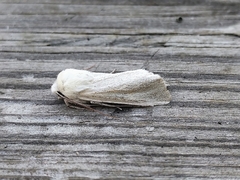 Copablepharon viridisparsa