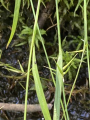 Carex collinsii