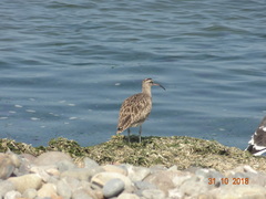 Numenius phaeopus