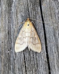 Mecyna submedialis