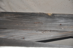 Hemidactylus mercatorius