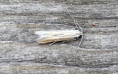 Coleophora bistrigella