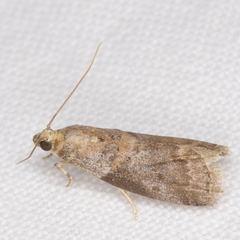 Acrobasis juglandis