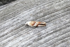 Eucosma octopunctana
