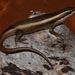 African Striped Skink - Photo no rights reserved, uploaded by Marius Burger