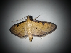 Tatobotys