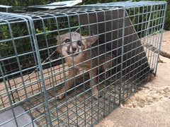 Urocyon cinereoargenteus