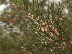 Hakea actites