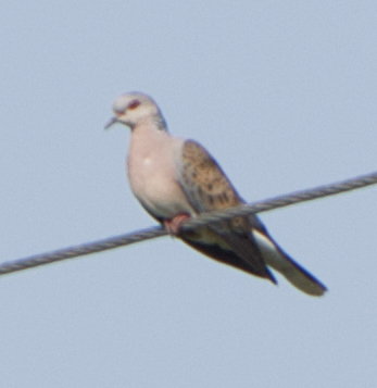 European Turtle Dove