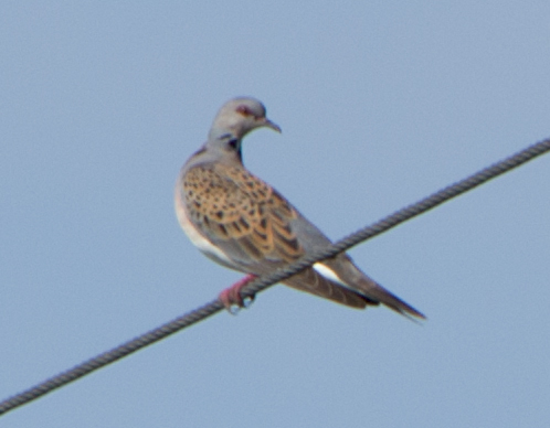 European Turtle Dove