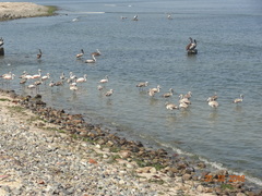 Phoenicopterus chilensis