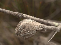 Hakea actites