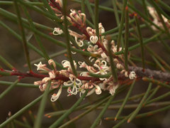 Hakea actites