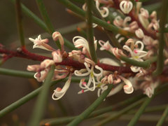 Hakea actites