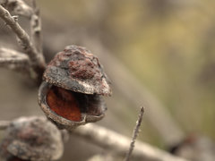 Hakea actites