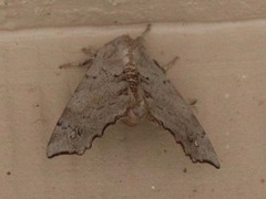 Olceclostera seraphica