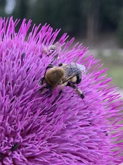 Anthophora montana