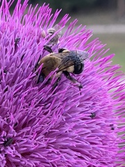 Anthophora montana