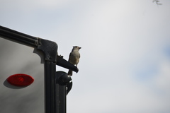 Baeolophus atricristatus