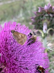 Anthophora montana