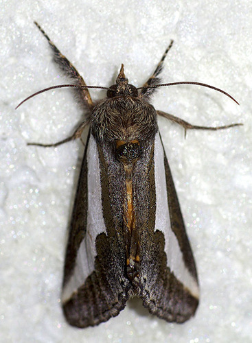 staghorn cholla moth