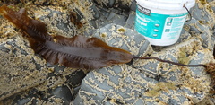 Pleurophycus gardneri