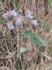 Phacelia heterophylla