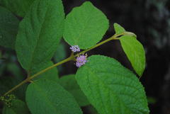 Callicarpa pedunculata