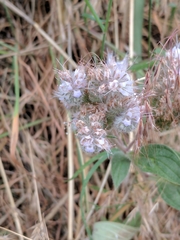 Phacelia heterophylla