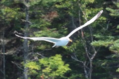 Larus argentatus image