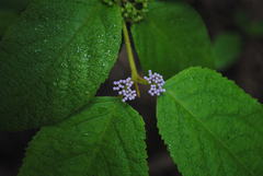 Callicarpa pedunculata