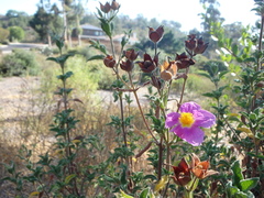 Malvales